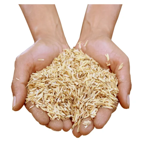 Rice Husk Natur in Hand